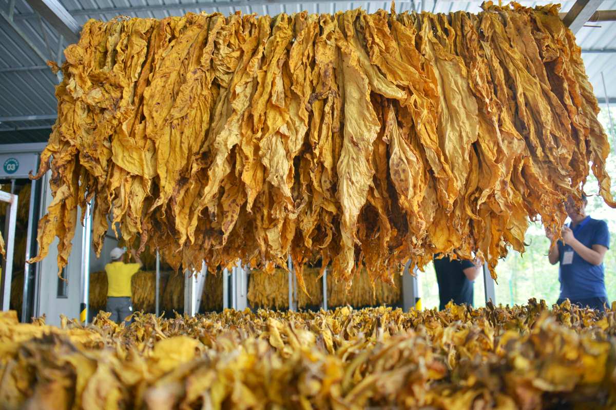 內蒙古煙草制品產業區域特征與發展解析